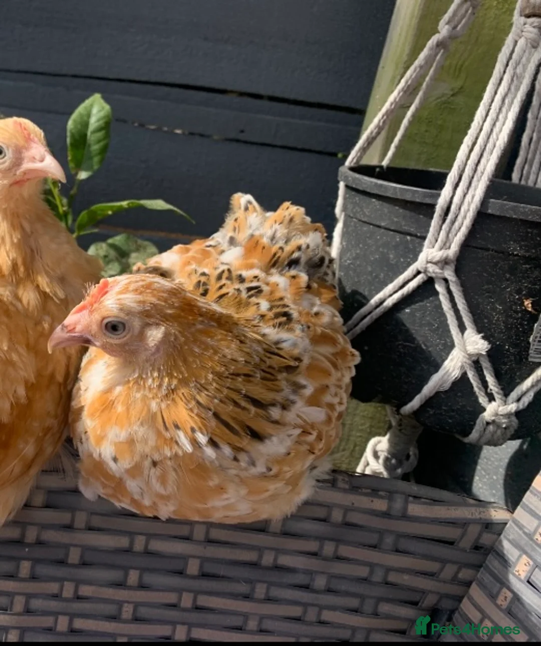 Chickens poultry for sale: Millfleur Pekin Bantam Hen Free to Good Home - Advert 1