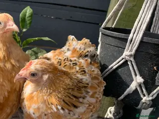 Chickens poultry Millfleur Pekin Bantam Hen Free to Good Home - Advert 1