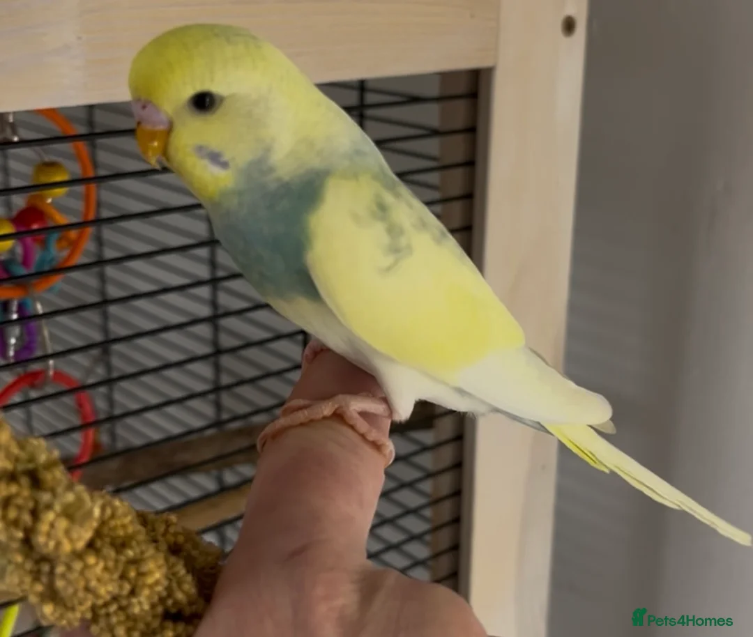 Budgerigars birds for sale: Beautiful Baby Budgies in Portsmouth - Advert 3