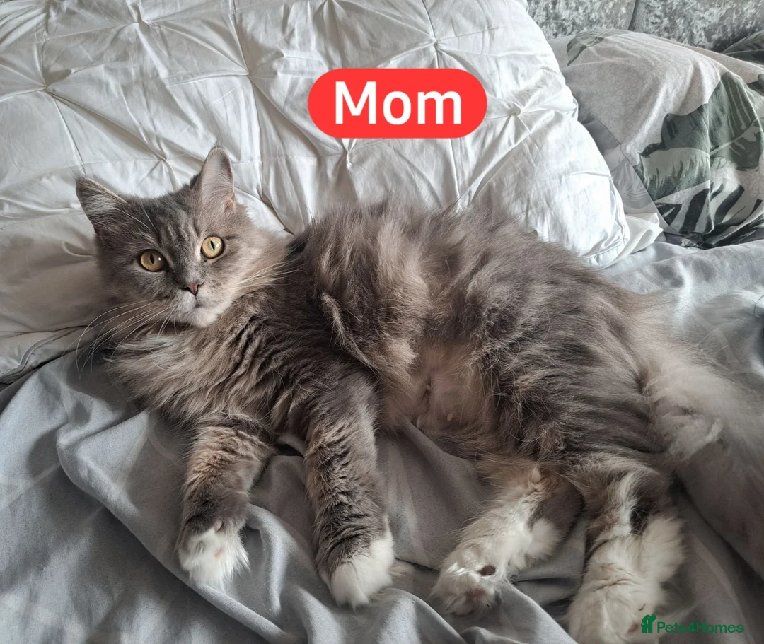 Maine Coon cats for sale: 3 beautiful mix kittens.  Reed add. - Advert 2