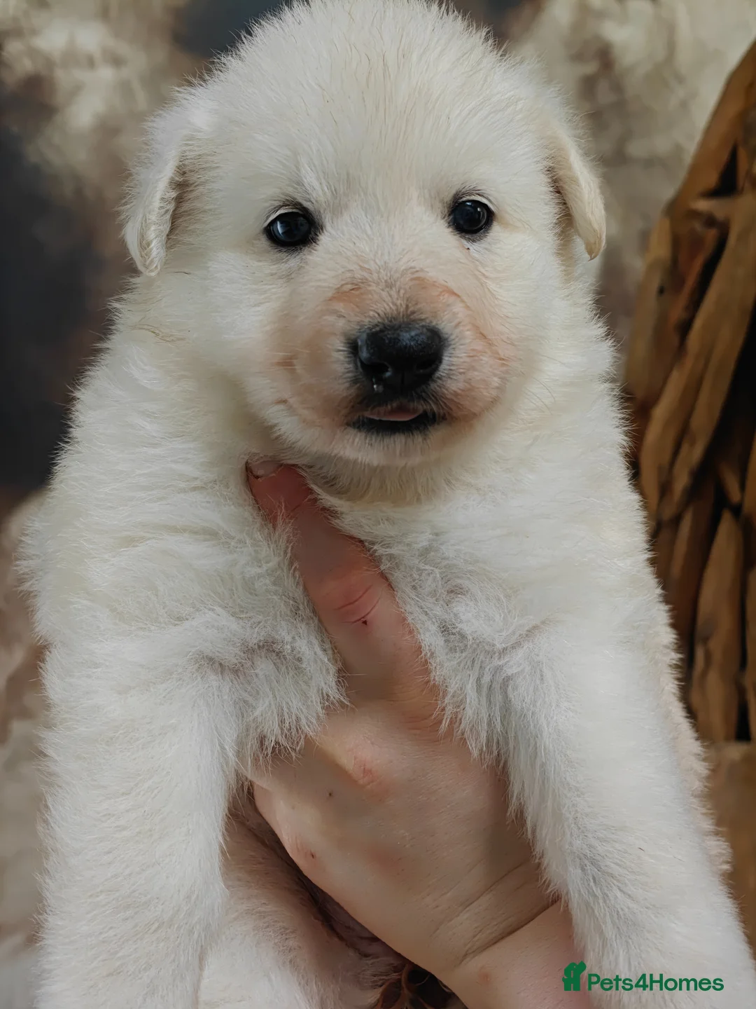 German Shepherd dogs for sale: Long coated GSD pups  - Advert 2