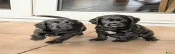 Cocker Spaniel dogs for sale: K C Reg working cocker spaniels foe sale in Ellesmere Port - Advert 9