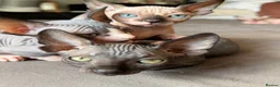 Sphynx cats for sale: Beautiful sphinx kittens  - Advert 10