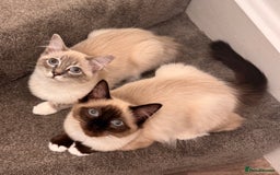 Ragdoll cats for sale: Ragdoll kitten pair  - Image 2