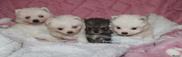 Pomsky dogs for sale: Pomsky Puppies (3) - Advert 16