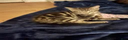Brazilian Shorthair cats for sale: 3 Gorgeous Kittens  - Advert 2