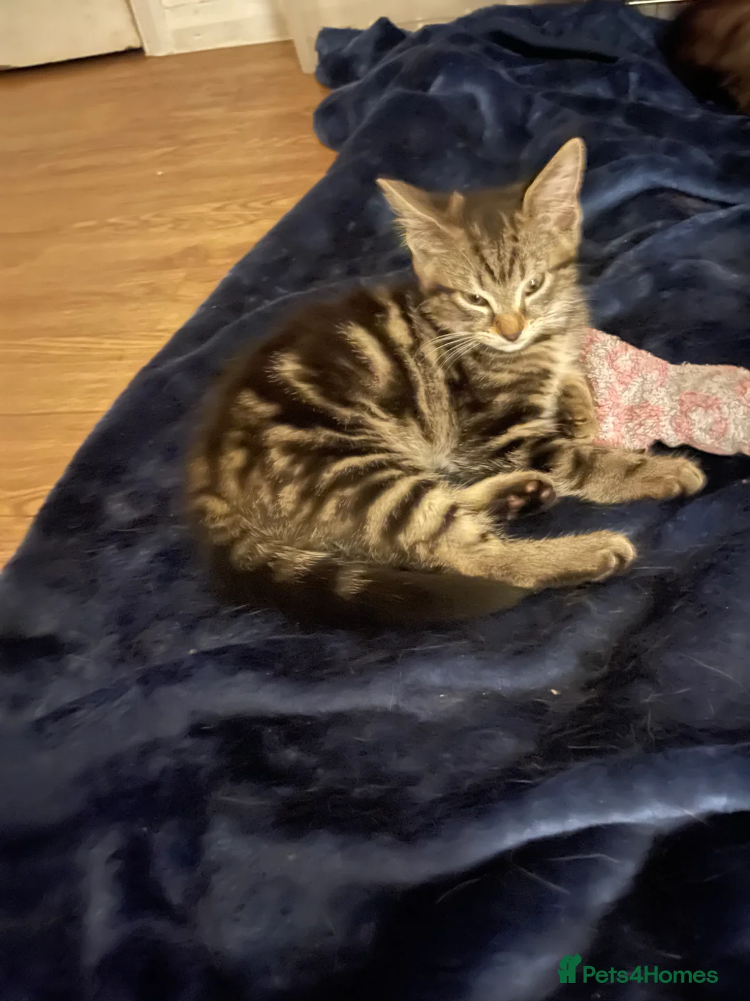 Brazilian Shorthair cats for sale: 3 Gorgeous Kittens  - Advert 2