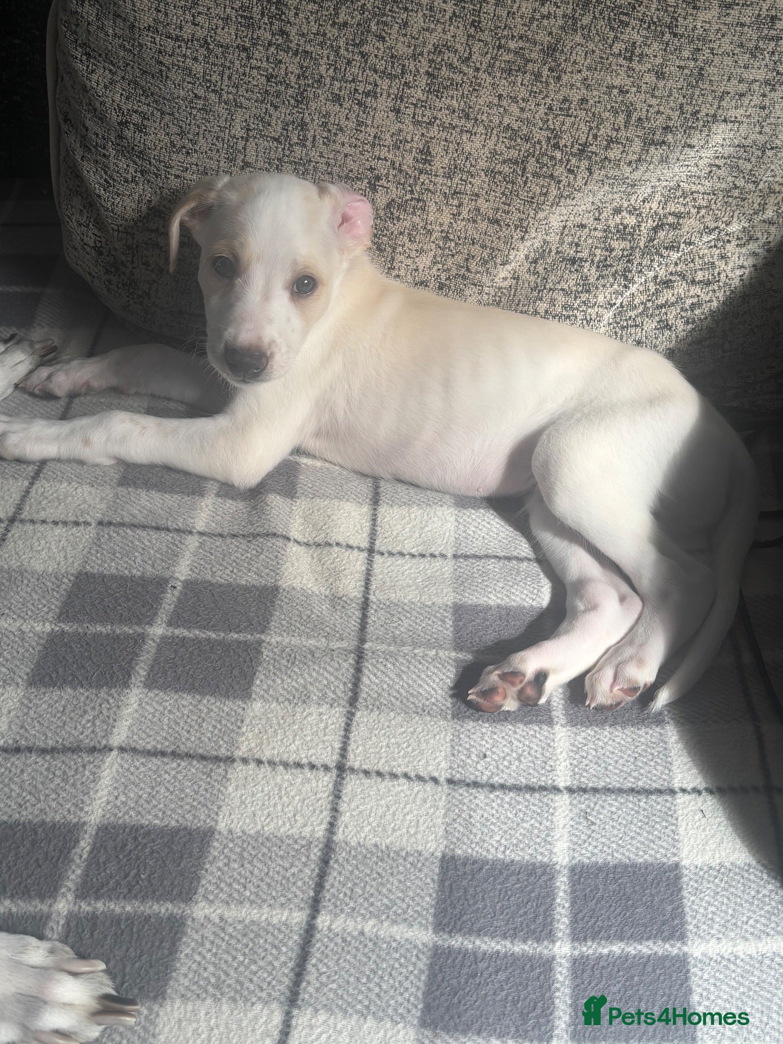 Mixed Breed dogs Saluki bull greyhound (lurcher) puppy’s  - Advert 22