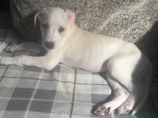 Mixed Breed dogs Saluki bull greyhound (lurcher) puppy’s - Advert 2