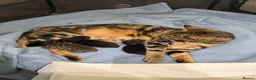 Mixed Breed cats for sale: Gorgeous kittens for sale - Advert 4