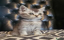 Scottish Fold cats for sale: Beautiful Scottish fold/straight kittens  - Image 6