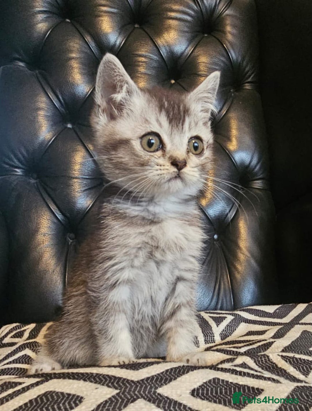 Scottish Fold cats for sale: Beautiful Scottish fold/straight kittens  - Image 6