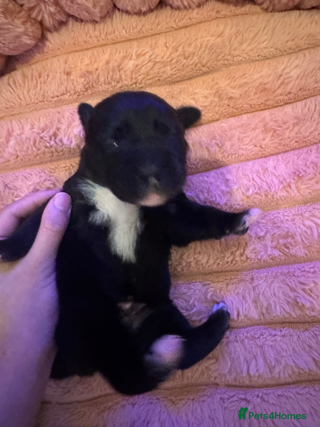 Mixed Breed dogs for sale: Shar Pei cross breed X Labrador Puppies  - Advert 31