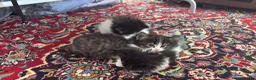 Mixed Breed cats for sale: Playful kittens  - Advert 10