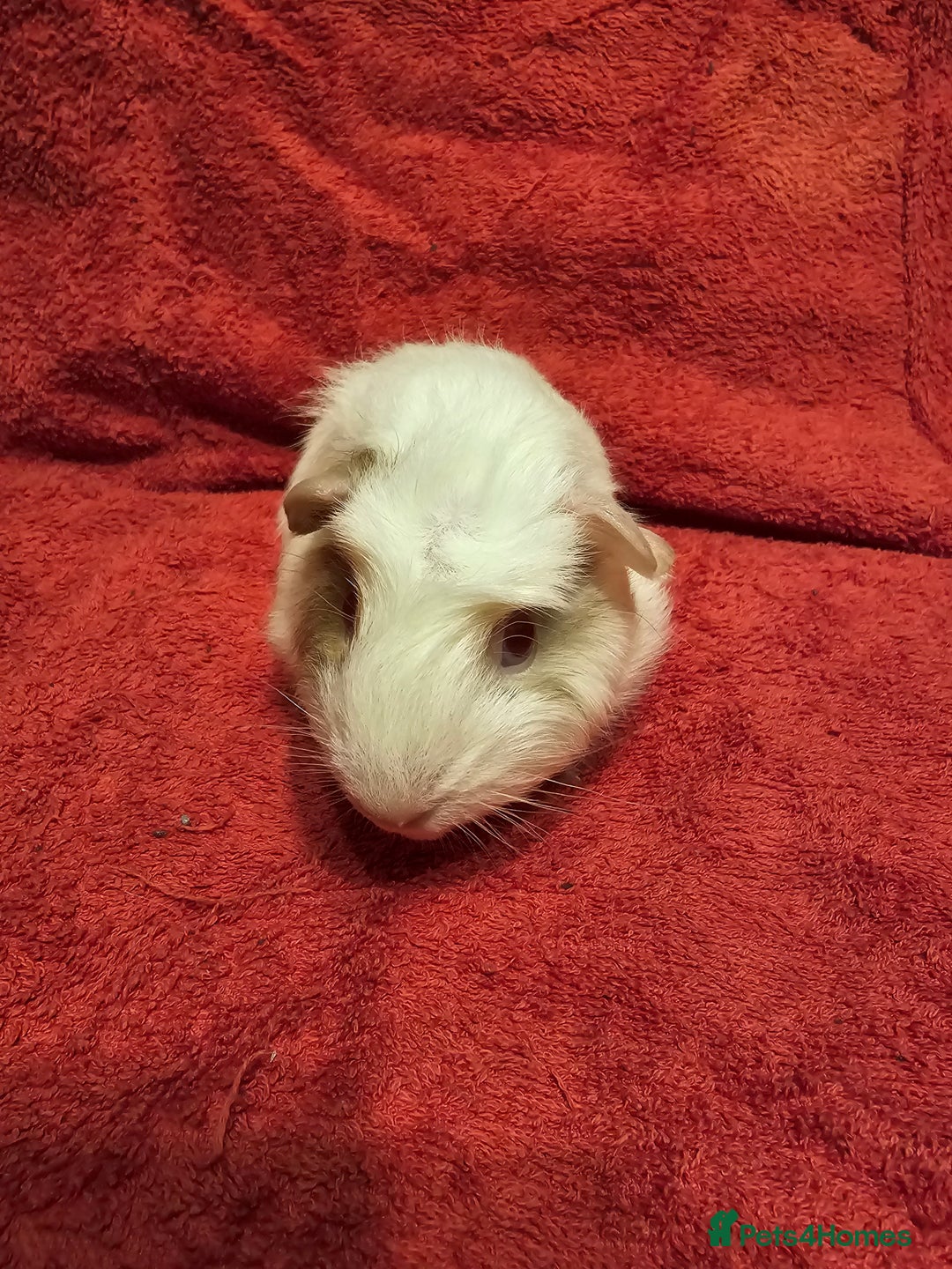 Guinea Pig rodents for sale: 2 boys looking for their forever home  - Advert 6