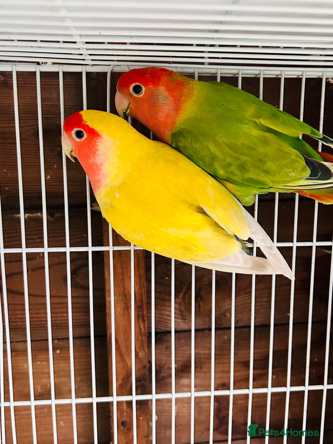 Lovebirds birds for sale: Beautiful breeding pair of lovebirds  - Image 5