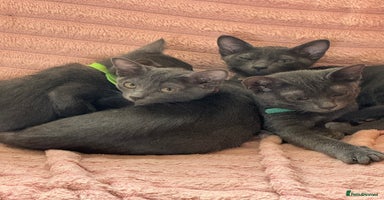 Korat cats - Advert 12