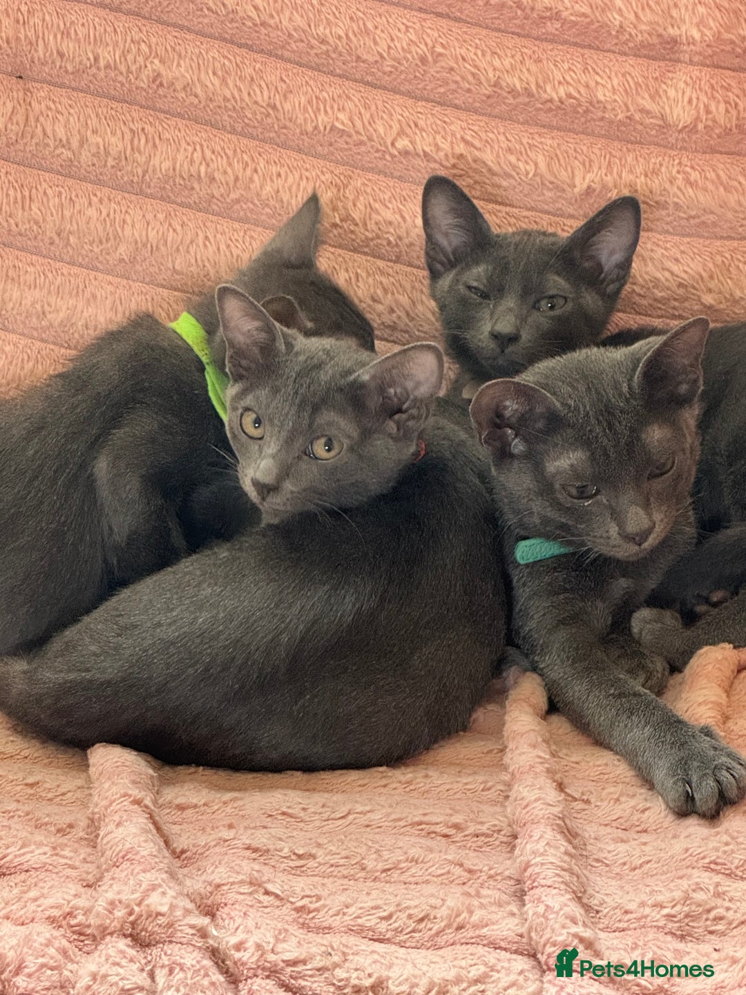 Korat cats for sale: Clairabelle kittens rare breed Korats - Image 2