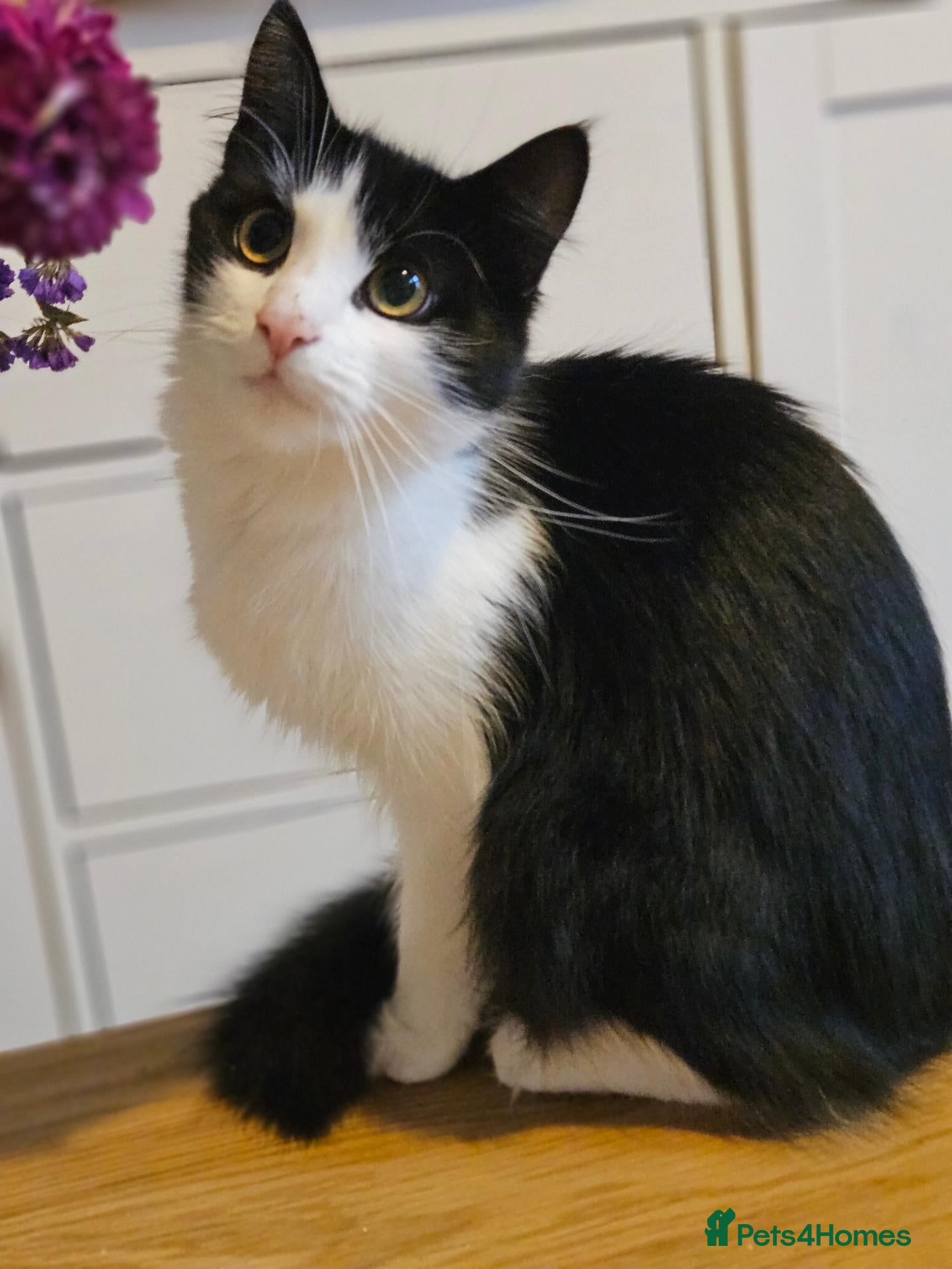 Mixed Breed cats Beautiful Black and White Tuxedo Female Cat - Advert 2