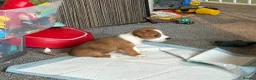 Mixed Breed dogs for sale: Jack Russell x puppies for sale  - Advert 7