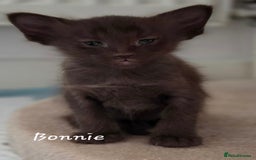 Balinese cats for sale: Beautiful Chocolate Oriental Longhairs  - Image 10