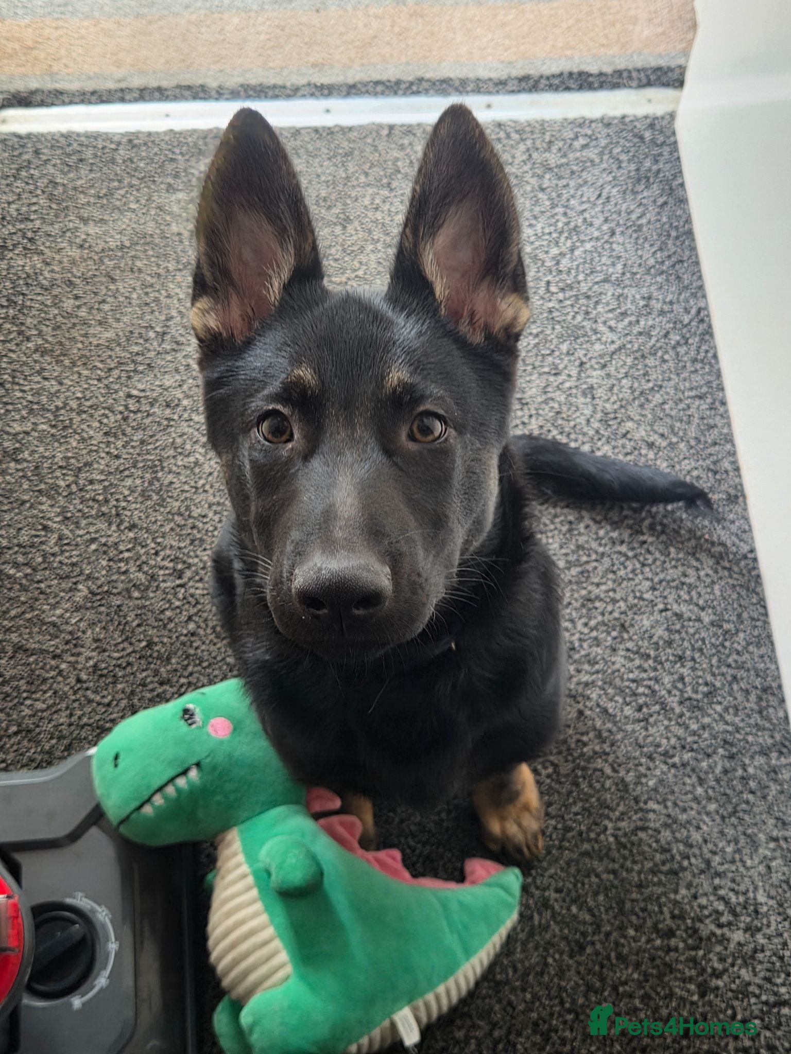 German Shepherd dogs 5 month old German Shepherd pup - Advert 1