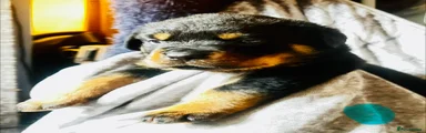Rottweiler Puppy 3