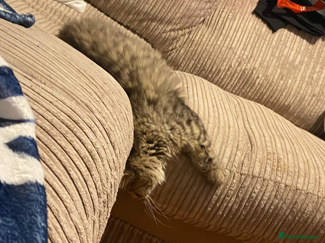 Siberian cats for sale: Stunning Siberian very reduce price  - Advert 1