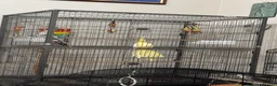 Cockatiels birds for sale: two cockatiels male and female bonded - Advert 10