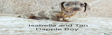 5 Isabella and Tan Dapple Boy 
