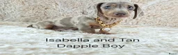 Miniature Dachshund dogs for sale: 💥REDUCED 💥KC Registered Miniature Dachshund  - Advert 11