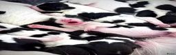 English Springer Spaniel dogs for sale: KC Registered English Springer Spaniel puppies - Advert 2