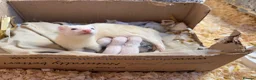 Ferret rodents for sale: Ferret kits - micro lineage - Advert 6
