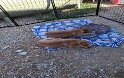 Mixed Breed dogs for sale: Whippet rottweiler  - Advert 8