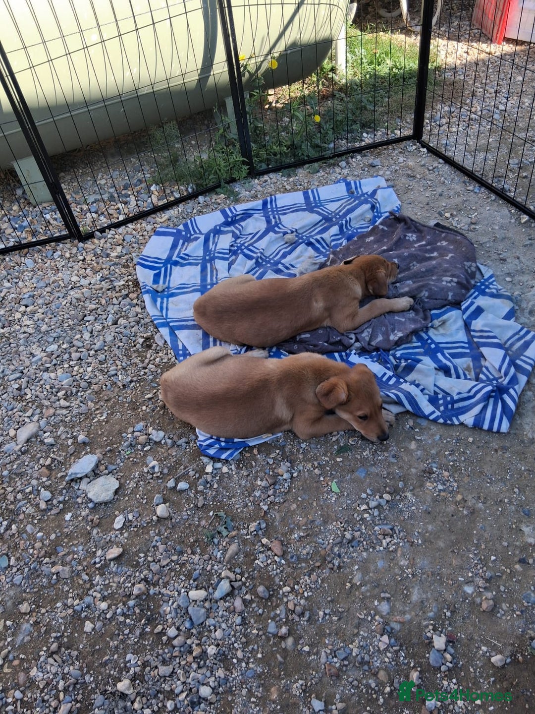 Mixed Breed dogs for sale: Whippet rottweiler  - Advert 8