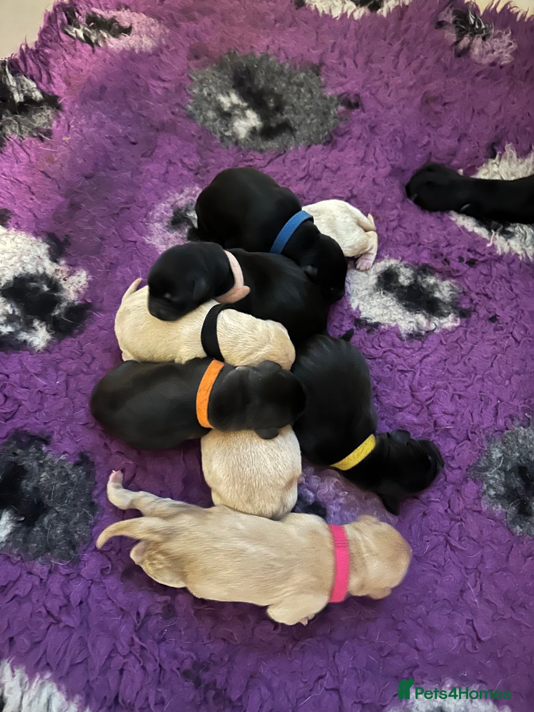 Labrador Retriever dogs for sale: Family bred Labradors ready October 28th  - Image 7