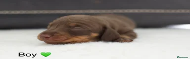 Dachshund Puppy 2