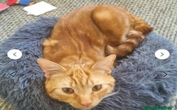 Mixed Breed cats for sale: Rehoming gizmo and ash  - Image 5