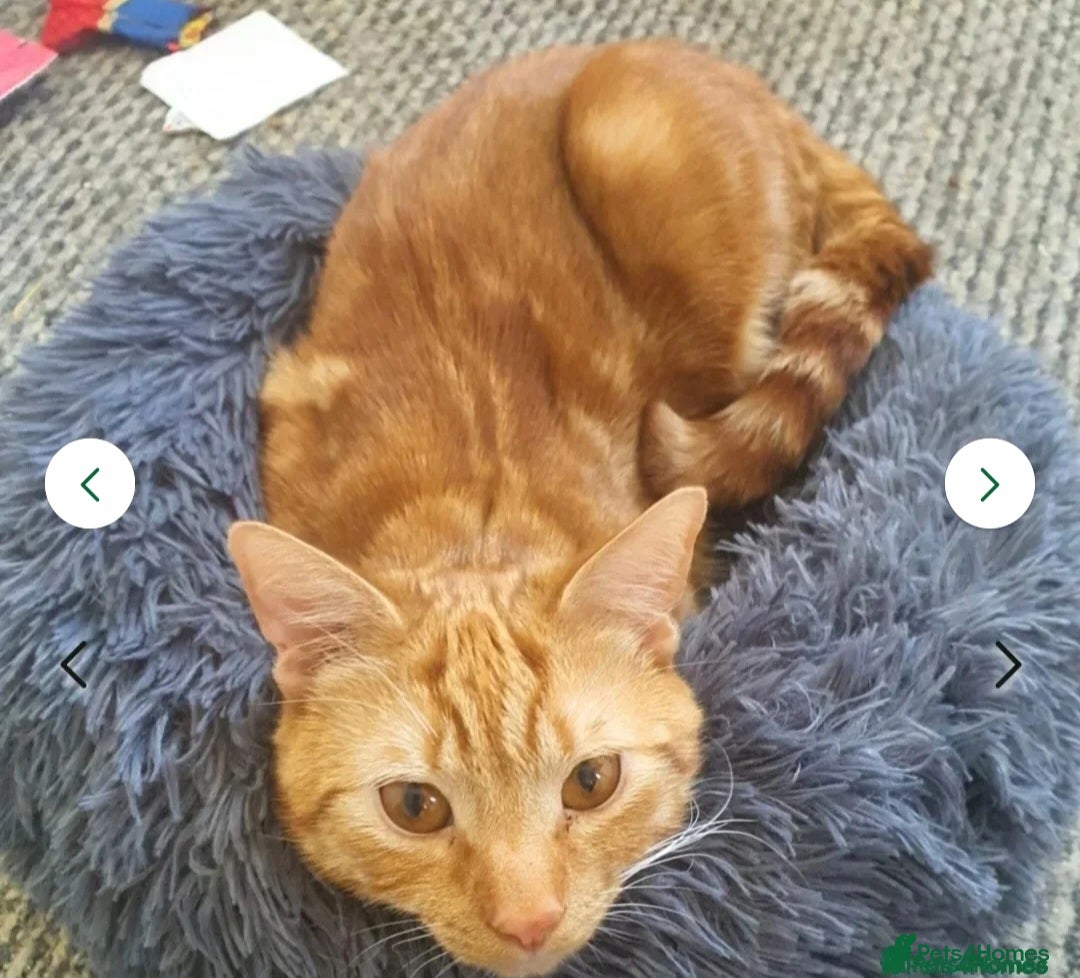 Mixed Breed cats for sale: Rehoming gizmo and ash  - Image 5