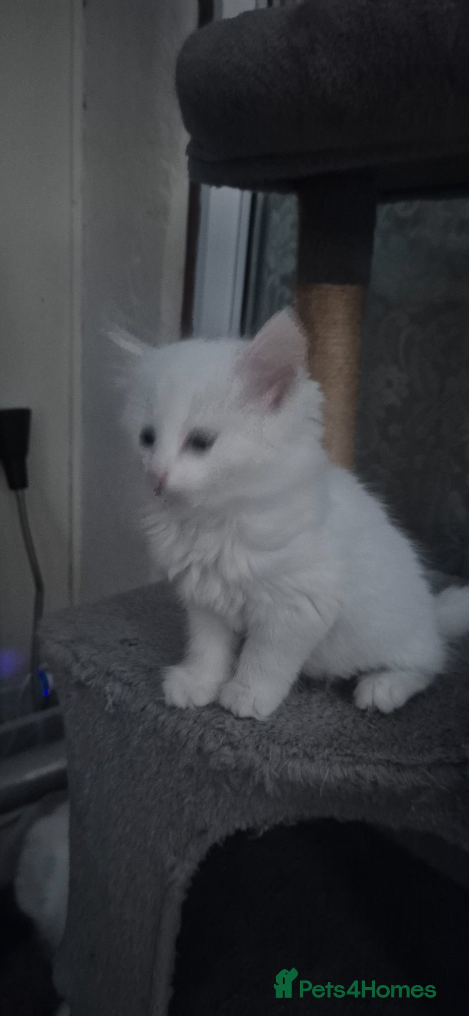 Mixed Breed cats Gorgeous kittens - Advert 5