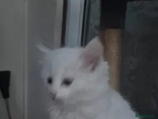 Mixed Breed cats Gorgeous kittens - Advert 5