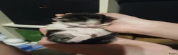 Mixed Breed cats for sale: 5 little kittens looking for their forever home  - Advert 7