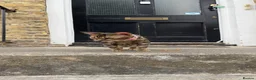 Bengal cats for sale: Ready TO LEAVE ! PURE TICA BENGALS - Advert 23