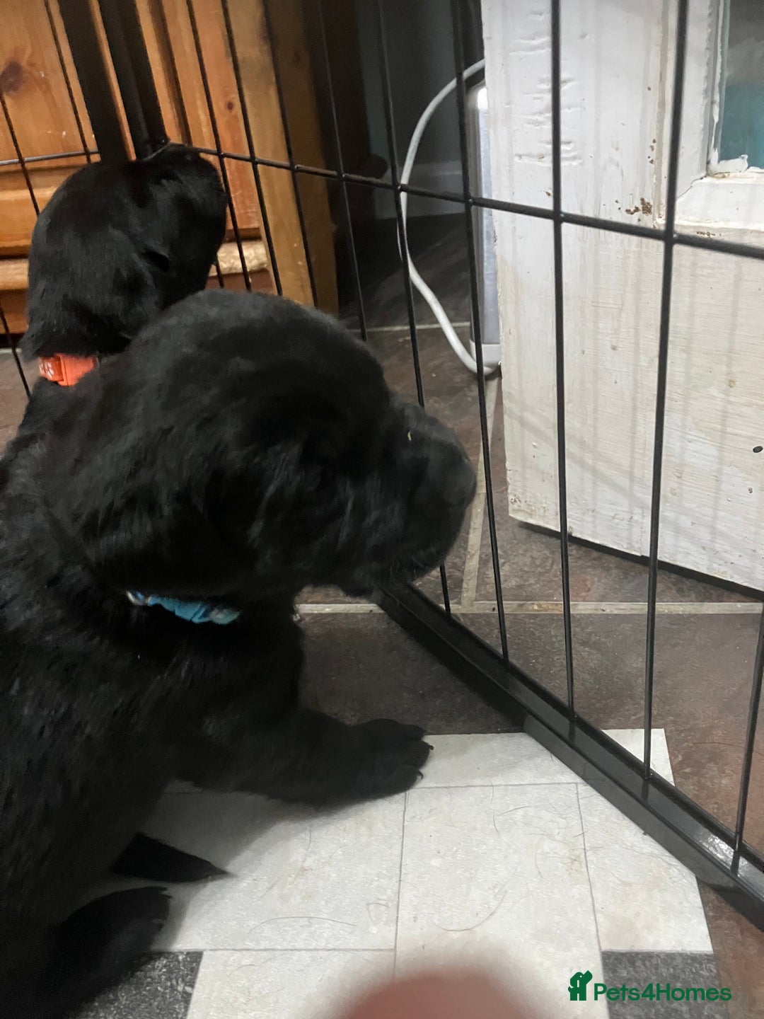Labrador Retriever dogs for sale: Litter of 10 Beautiful black Puppies - Advert 16