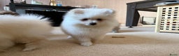 Pomeranian dogs for sale: 10 Week Purebred Pomeranian Champion EU Bloodline  - Advert 4