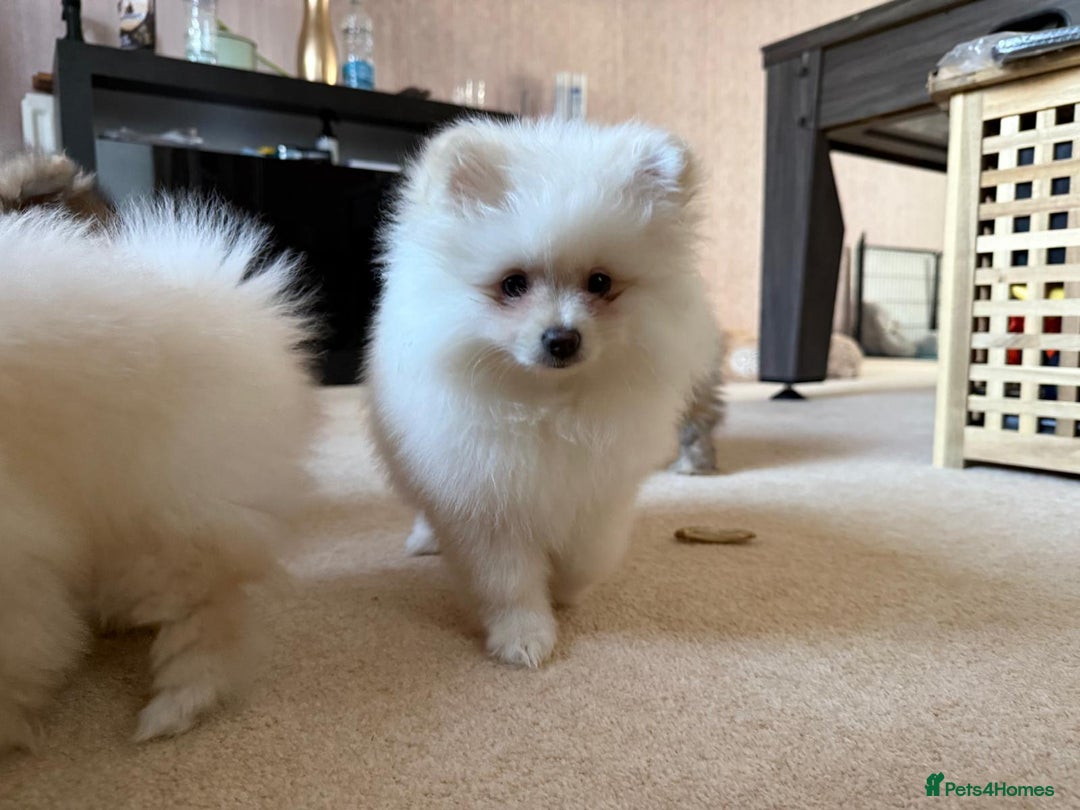 Pomeranian dogs for sale: 10 Week Purebred Pomeranian Champion EU Bloodline  - Advert 4