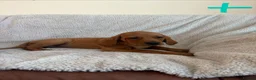 Mixed Breed dogs for sale: Beautiful Vizlador puppies. (Fox Red Lab x Vizsla - Advert 26