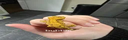 Gecko reptiles for sale: Baby Crested Geckos  - Advert 12