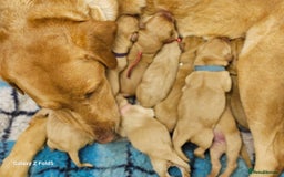 Labrador Retriever dogs for sale: KC REG Stunning Litter Fully Health Tested Parents - Image 7