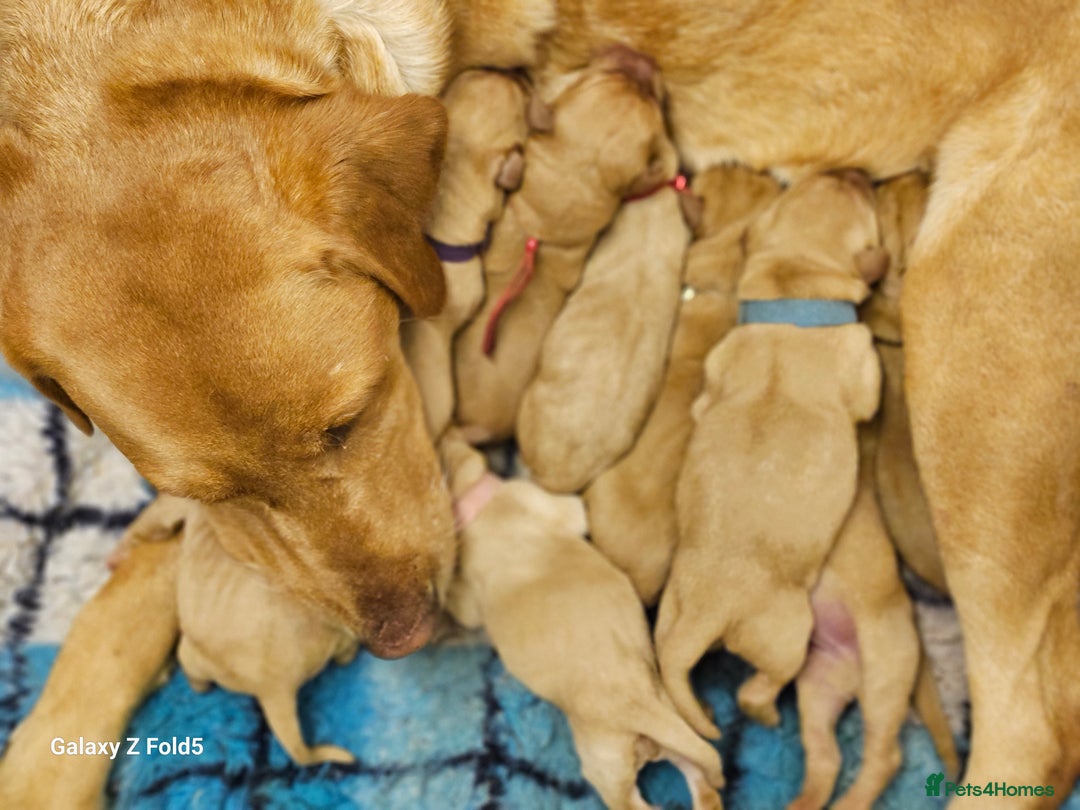 Labrador Retriever dogs for sale: KC REG Stunning Litter Fully Health Tested Parents - Image 7